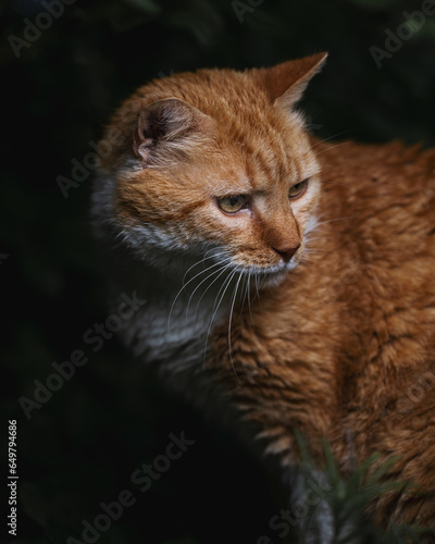 Katze mit intensivem Blick in die Ferne. Beobachtung. Genauigkeit. Wildtier