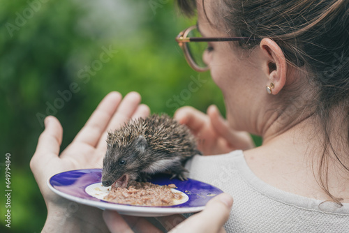 Frau sorgt sich um jungen Igel, Igelbaby, Jungtier. Menschen Tier. Vorsorge. Versorgen. Füttern.