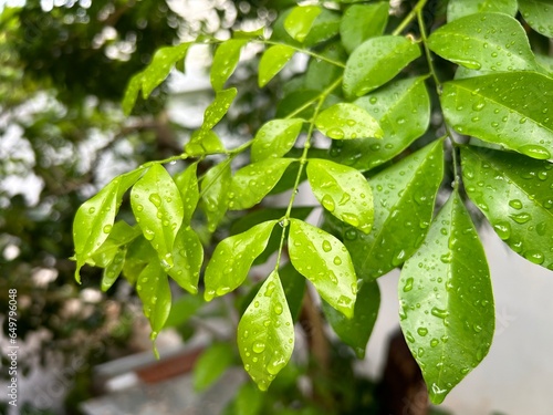 tree with leaves after rain