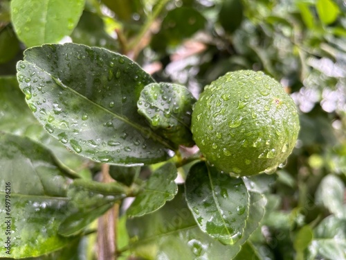 Lemon tree with fruit after rain