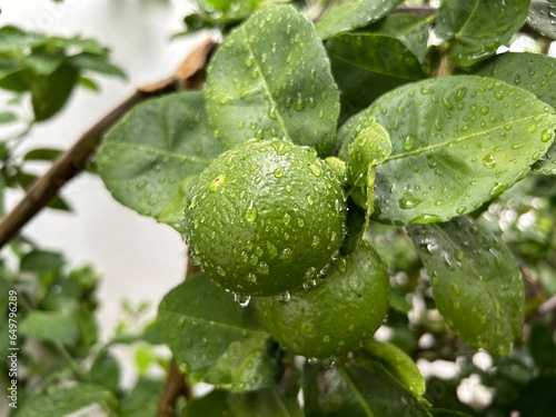 Lemon tree with fruit after rain