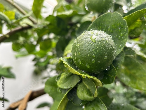 Lemon tree with fruit after rain