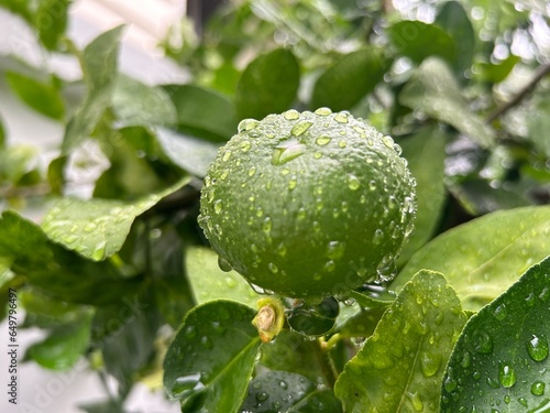 Lemon tree with fruit after rain