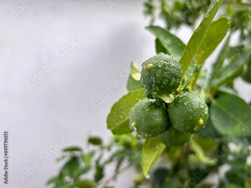 Lemon tree with fruit after rain