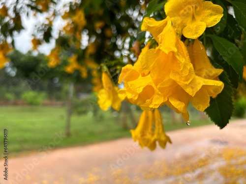 Tree with yellow flowers after rain