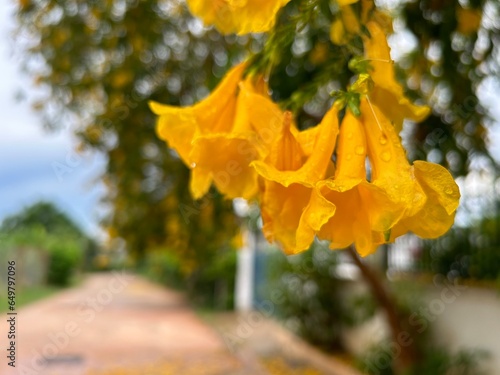 Tree with yellow flowers after rain