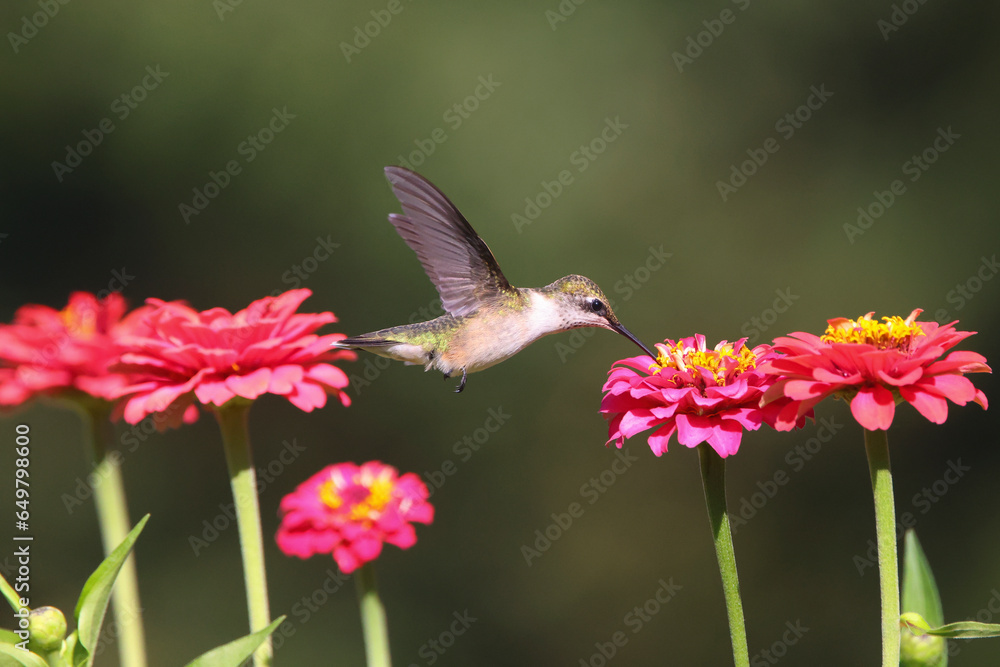 Naklejka premium Ruby throated hummingbird flying around pink Zenia flower.