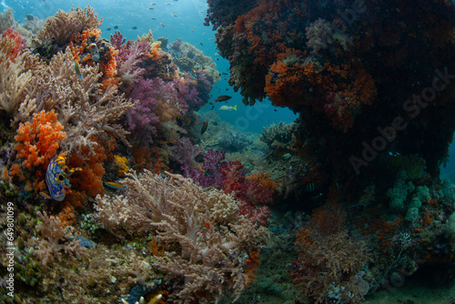 Soft corals thrive on a convoluted coral reef in Raja Ampat, Indonesia. This remote region harbors extraordinary marine biodiversity and is known for awesome scuba diving and snorkeling.