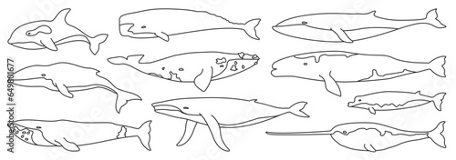 Sea whale vector outline set icon. Vector illustration marine animal of whale. Isolated outline icon of sea animal on white background.