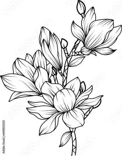 Magnolia Flower. sketch with black and white line art of magnolia flowers.
