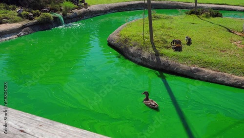 Duck swims in green water near little monkeys