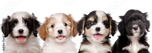 Close-up of happy smilling dog puppies of different breeds isolated on white background generative ai © Hixel