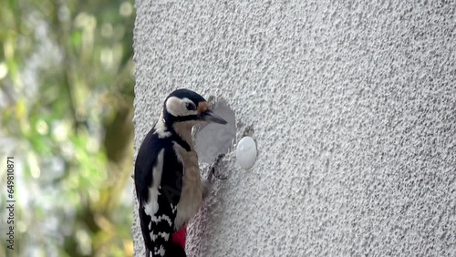 a woodpecker builds a cave in house facade