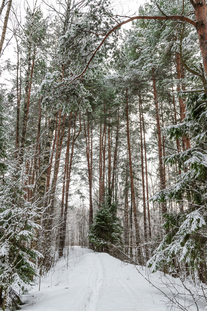 Naklejka premium The road through the winter forest