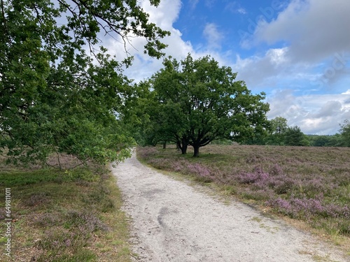 Landschaft mit Weg in der Lüneburger Heide bei blühende Heide in Niederhaverbeck photo