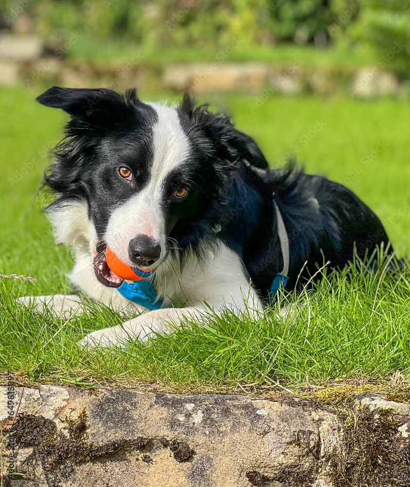 Young Border Collie Dog With His Ball