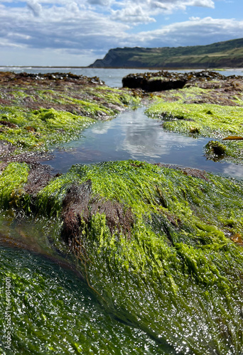 Sky reflection ans seaweed on a beach