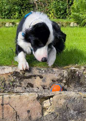 Young Border Collie Dog With His Ball