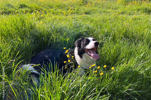 Young Border Collie Dog in Grass