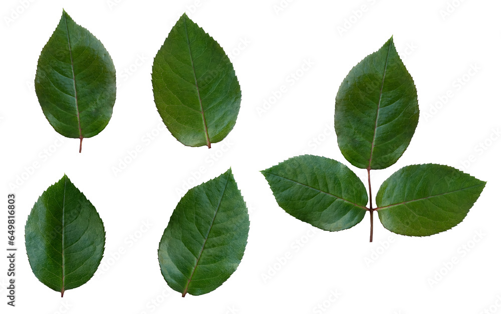Rose leaf isolated, Set Cutout twig with green leaves,Nature element for banner or card decoration Rose leaf isolated, Set Cutout twig with green leaves,Nature element for banner or card decoration