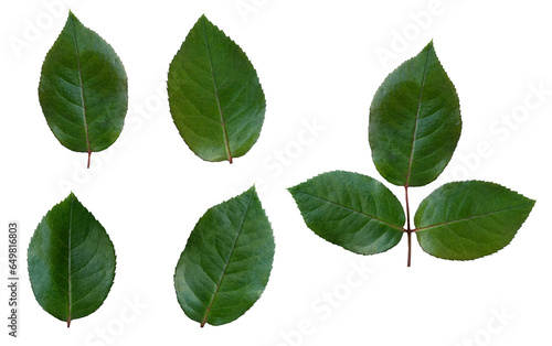 Rose leaf isolated, Set Cutout twig with green leaves,Nature element for banner or card decoration © Anchalee