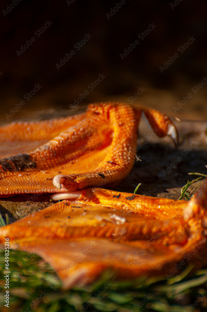 Sunlit river, duck creating soft waves. Nature's ballet, a symphony of flowing water and flapping wings Sunlit river, duck creating soft waves. Nature's ballet, a symphony of flowing water and flapping wings