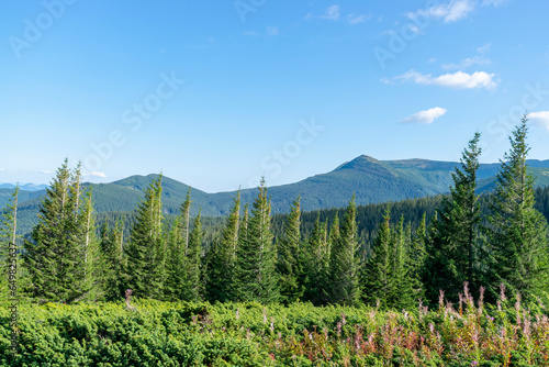 Mountain landscape with forest in the Carpathian mountains of Ukraine.