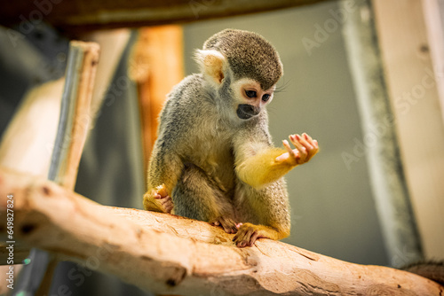 A young squirrel monkey, with its distinctive brown and white fur, sits with curiosity in a tropical rainforest reserve. Its expressive eyes and playful demeanor make it a captivating subject, epitomi