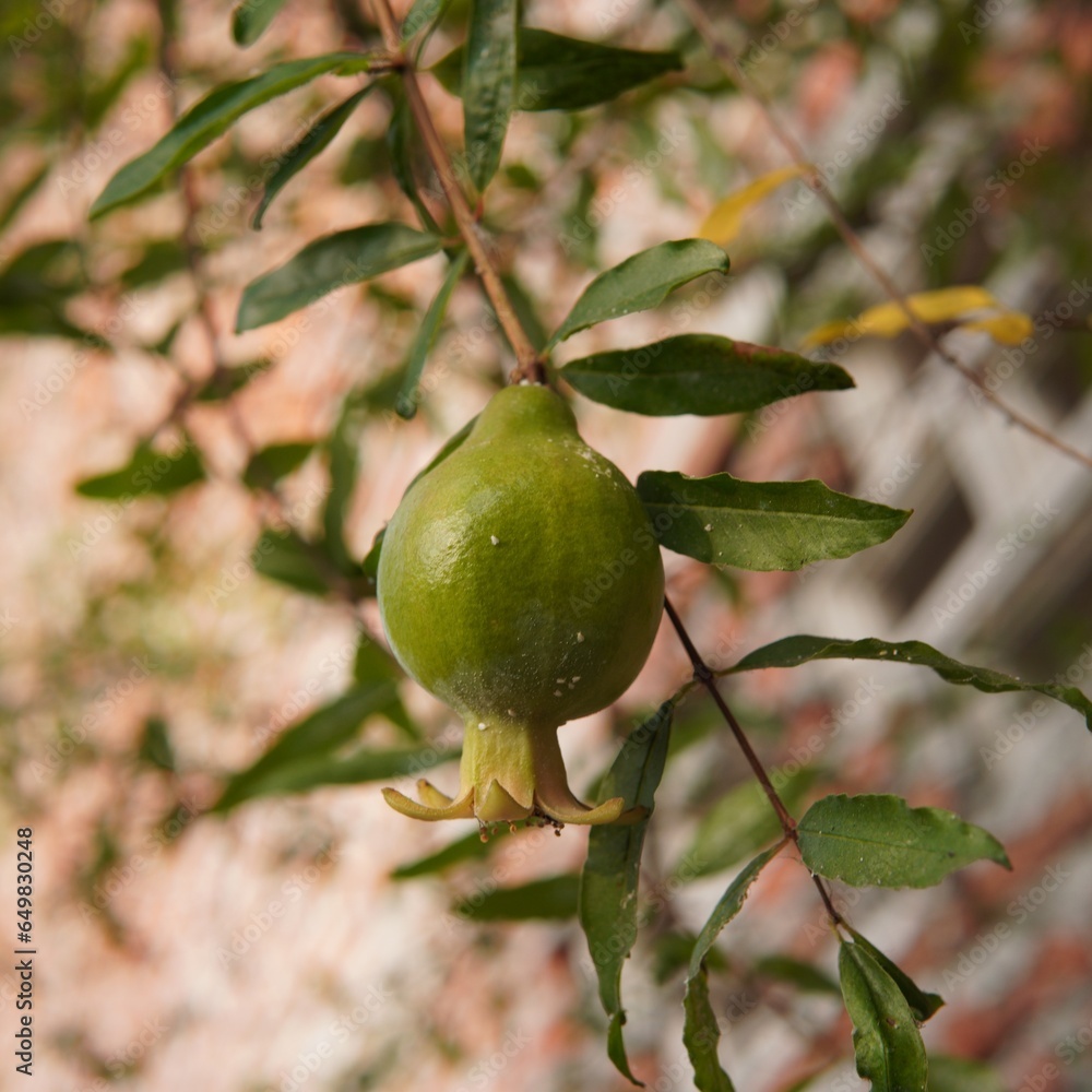 young pomegranates on the tree