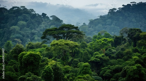 Fototapeta Kamerun, las deszczowy, dżungla