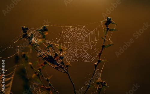 spider web with dew drops