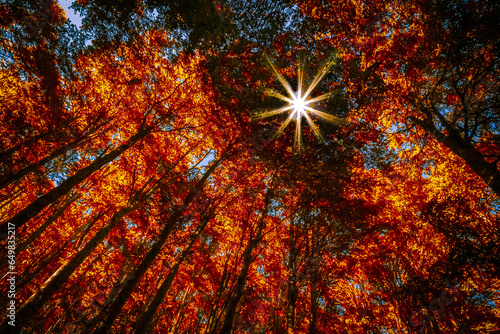 Autumn sun shining through the canopy of large trees with colorful foliage