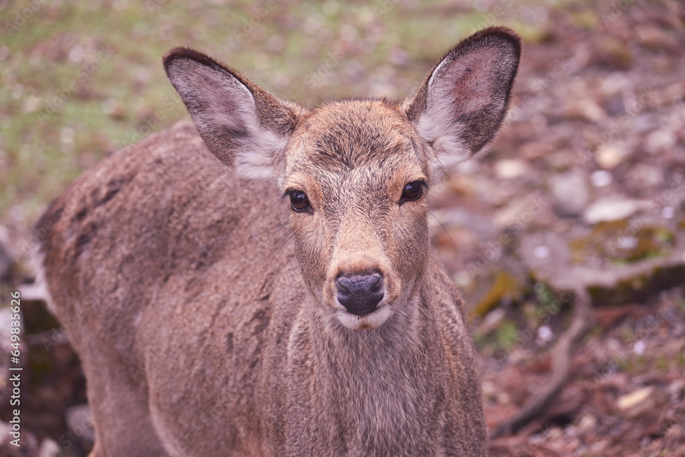 Deer in the Woods of Nara. Deer in the Woods of Nara.