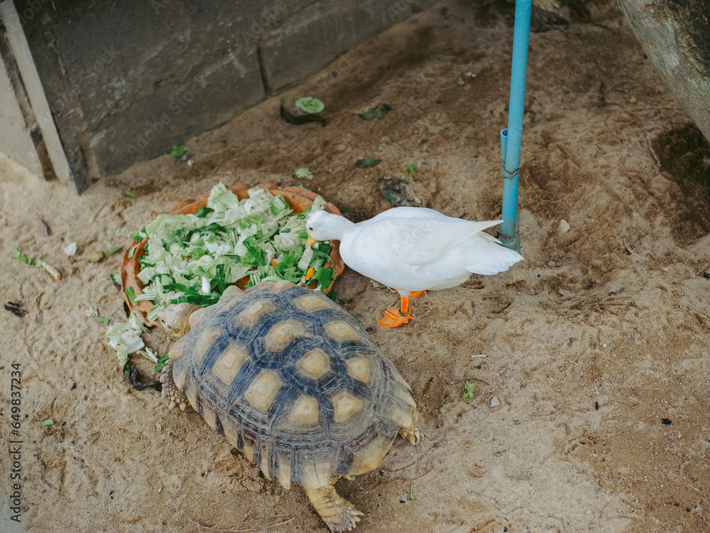 Obraz premium turtle on the sand