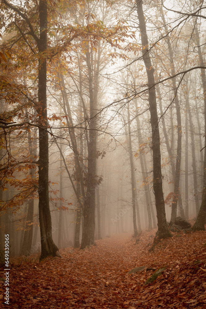 Bosque en otoño con niebla 