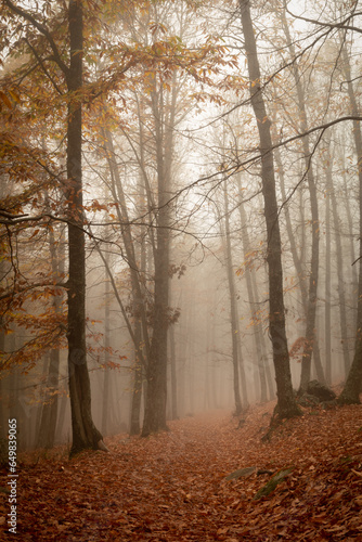 Bosque en otoño con niebla 
