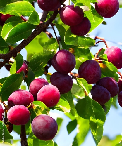 plums on tree
