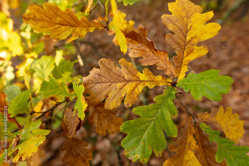 Autumn oak leaves in the park. Nature. Autumn oak leaves in the park. Nature.