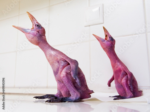 Naked Papuan hornbil chicks on a table photo