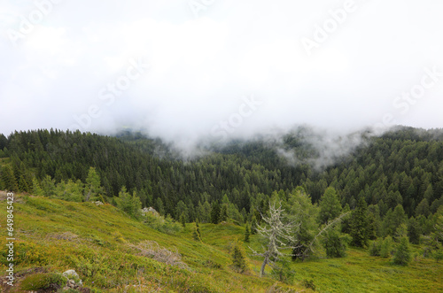 Foto aerial view of forest with white fog