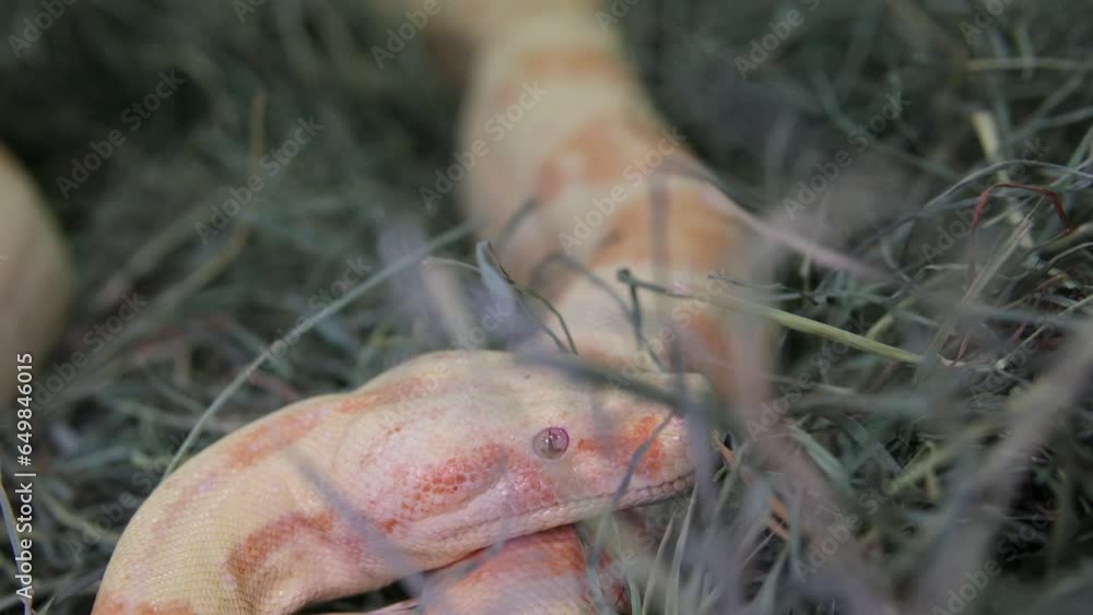 Footage of An Albino Ball Python snake in lying still and breathing ...