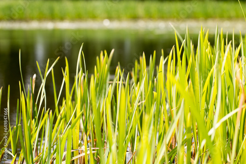 Green grass in the early morning, spring