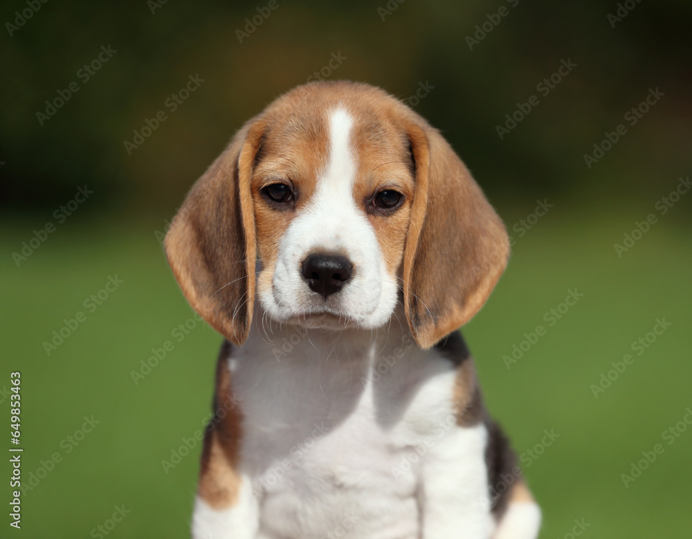 Cute little beagle puppy in nature