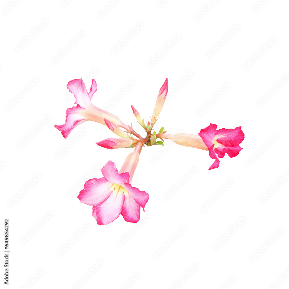 A pink and white desert rose (Adenium obesum). isolated