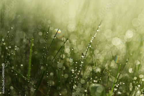 Beautiful fresh and juicy green grass and dripping rain abstract blurred natural background. Meadow grass with drops dew close up. Save the earth concept, ecology and relaxation concept..