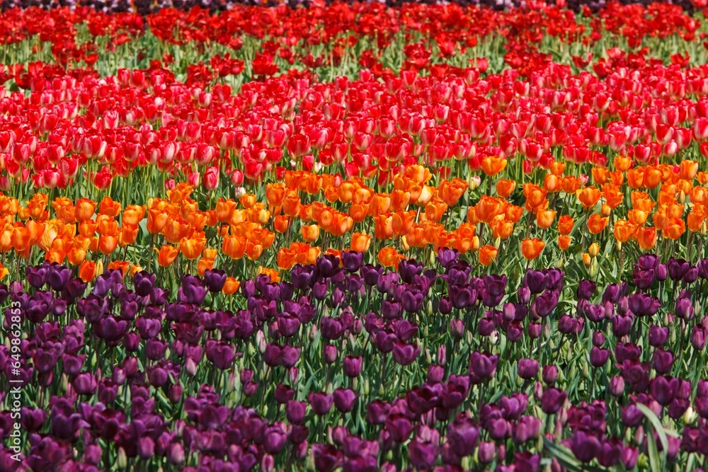 Tulip Field; Woodburn, Oregon, United States Of America