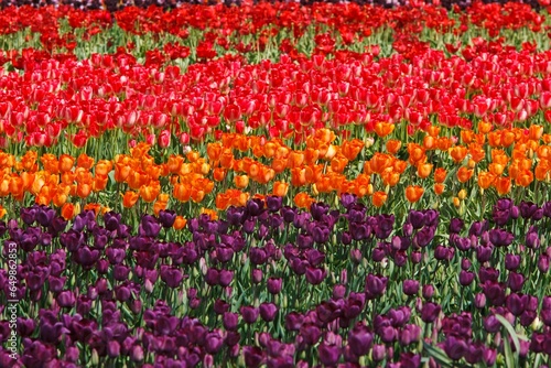 Tulip Field; Woodburn, Oregon, United States Of America © Designpics