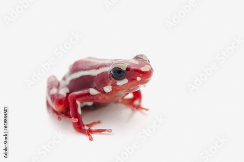 White-Striped Poison Dart Frog (Epipedobates Anthonyi) photo