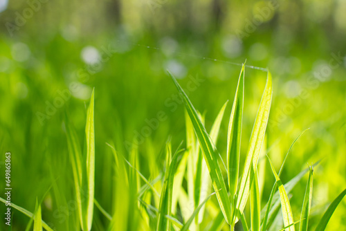 summer field with fresh grass