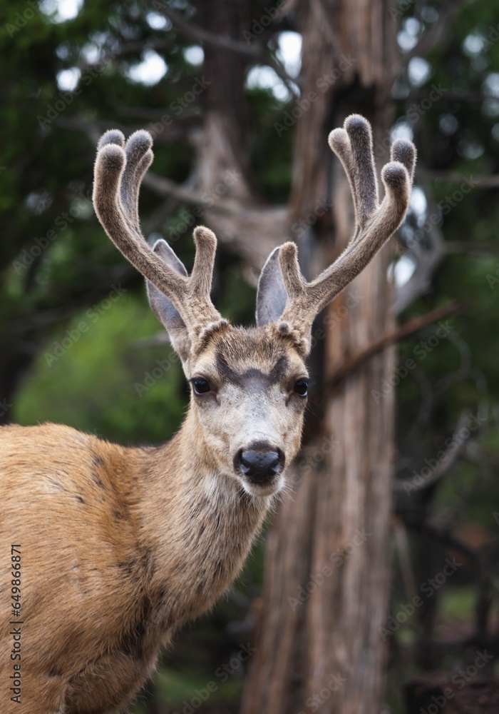 Mule Deer Buck (Odocoilus Hemionus) With Antlers In Velvet In Pinon-Juniper Woodland Along South Rim Of The Grand Canyon; Arizona, United States Of America Mule Deer Buck (Odocoilus Hemionus) With Antlers In Velvet In Pinon-Juniper Woodland Along South Rim Of The Grand Canyon; Arizona, United States Of America
